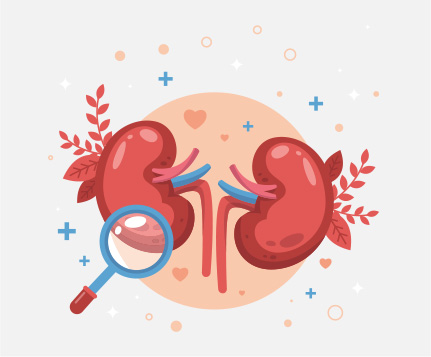 La interconexión entre el riñón, el corazón y el páncreas ...