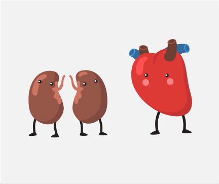 La interconexión entre el riñón, el corazón y el páncreas ...